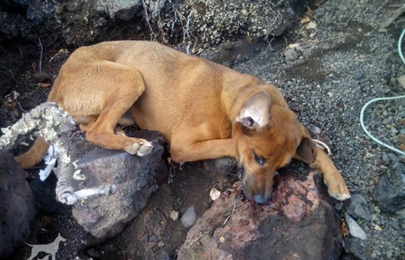 King llegó a Sara en estado crítico.