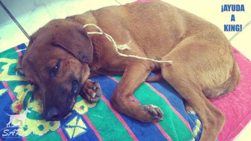 Miles de personas se volcaron en el caso después de que Sara pidiera ayuda para localizar a los culpables.