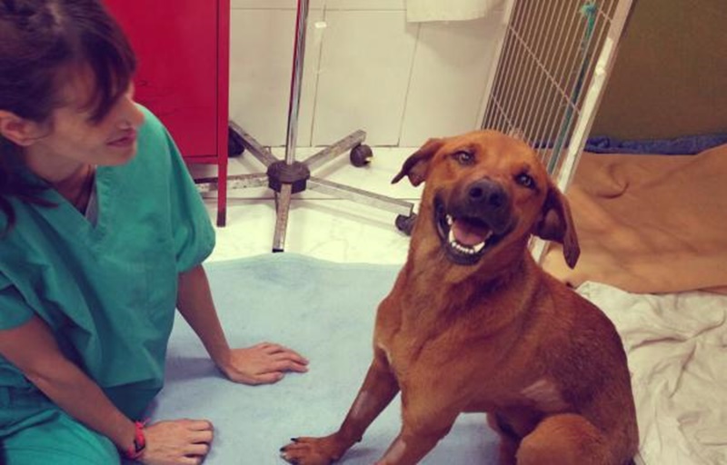 King sobrevivió y ya tiene un nuevo hogar.