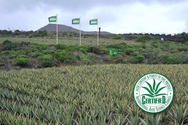 Aloe Plus Lanzarote, nica empresa canaria avalada por el sello de calidad  del IASC - Lancelot Digital | Noticias de Lanzarote y Canarias