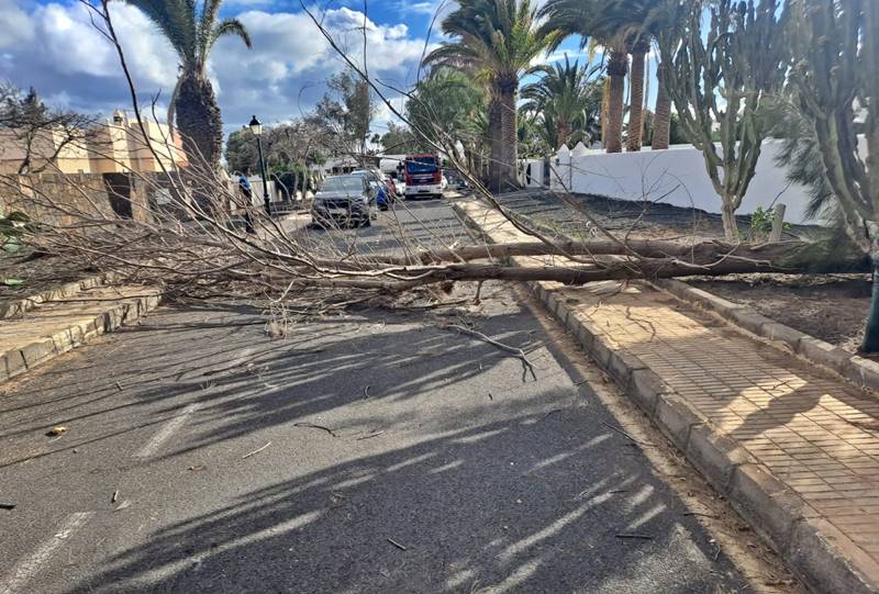 La caída de un árbol corta una calle en Costa Teguise