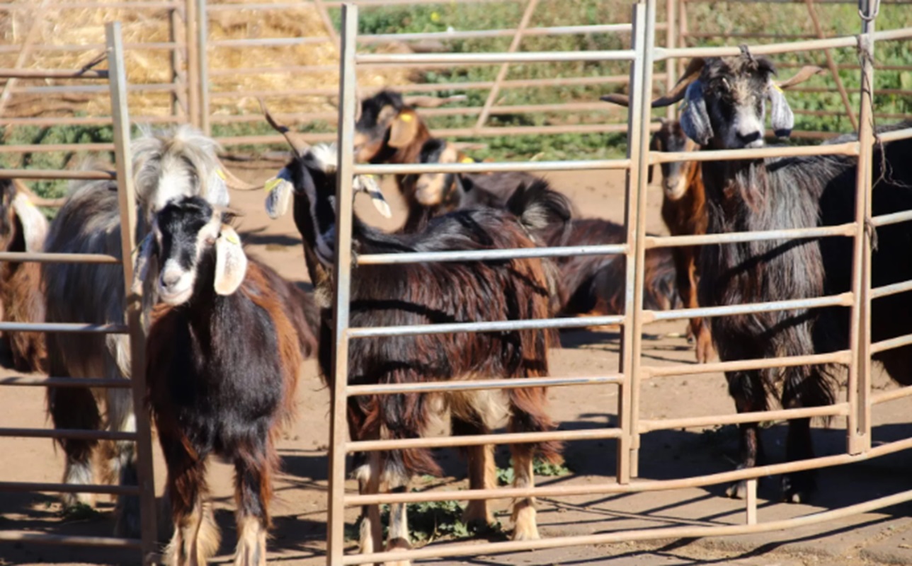 La necesidad urgente de un Plan Insular para las ganaderías de Lanzarote
