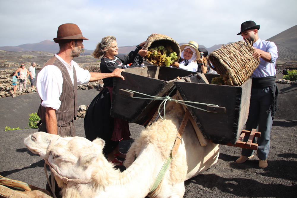 Actividades vendimia en Yaiza