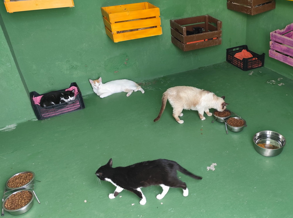 Arrecife celebra el Día Internacional del Gato