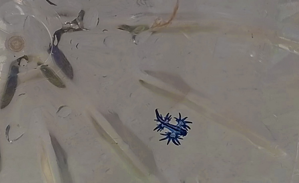 Cierre de la playa de La Garita por presencia de dragones azules