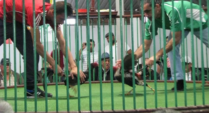 El Seprona investiga las peleas de gallos en Lanzarote