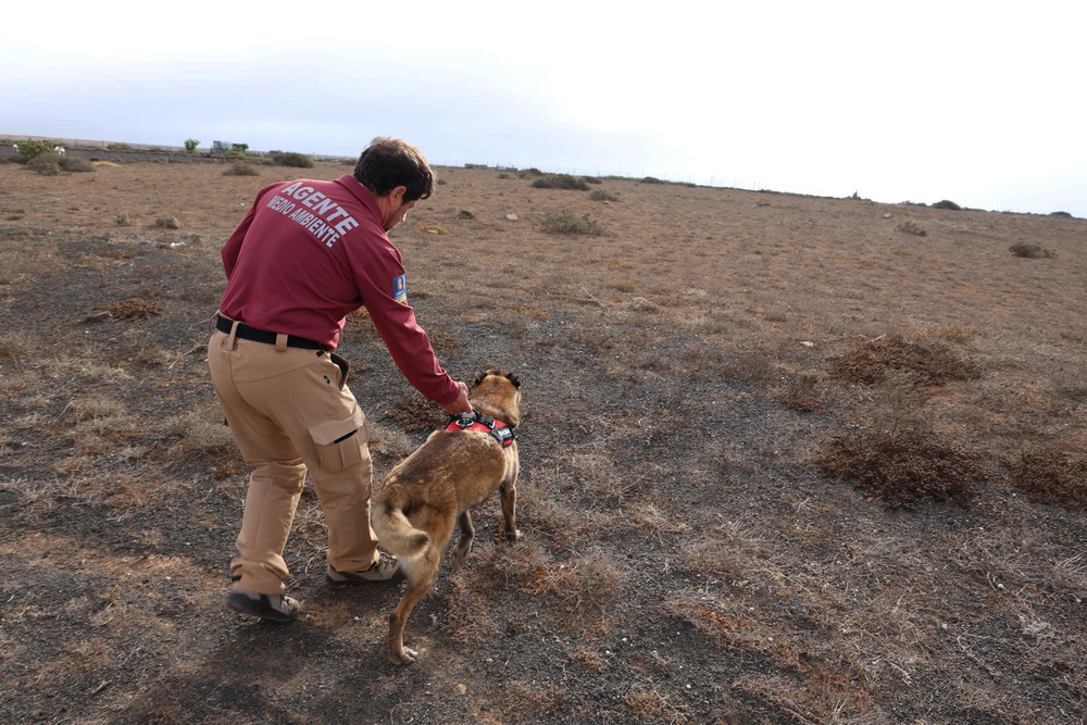 Unidad canina caza Haria