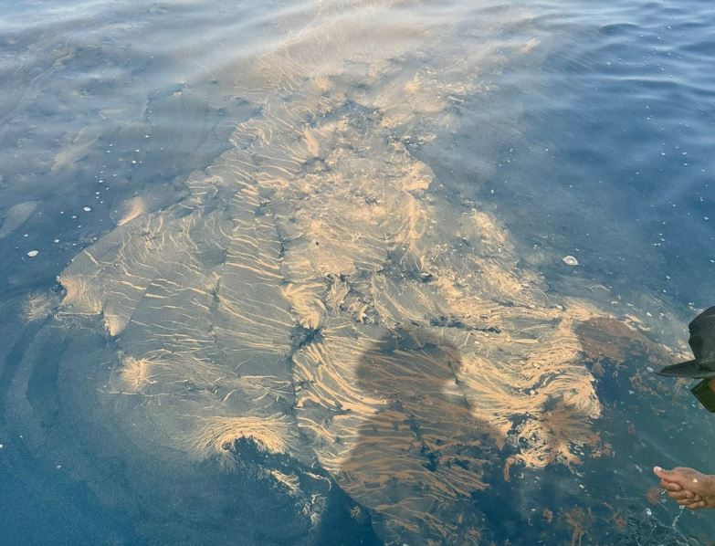 Cerrada al baño Matagorda y bandera roja en Playa Honda por la presencia de una supuesta medusa