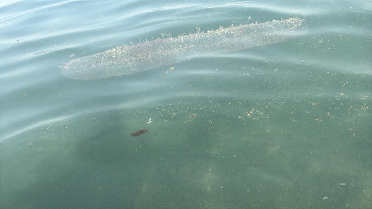 Medusa en Playa Honda