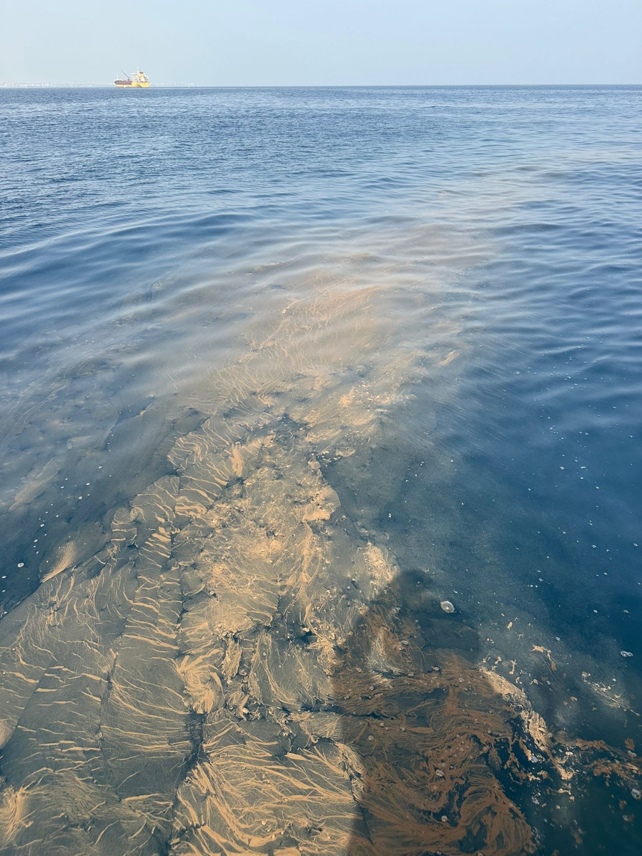 Vertidos en Matagorda