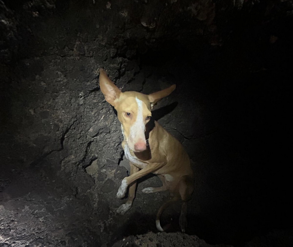Rescate de podenco en Teguise