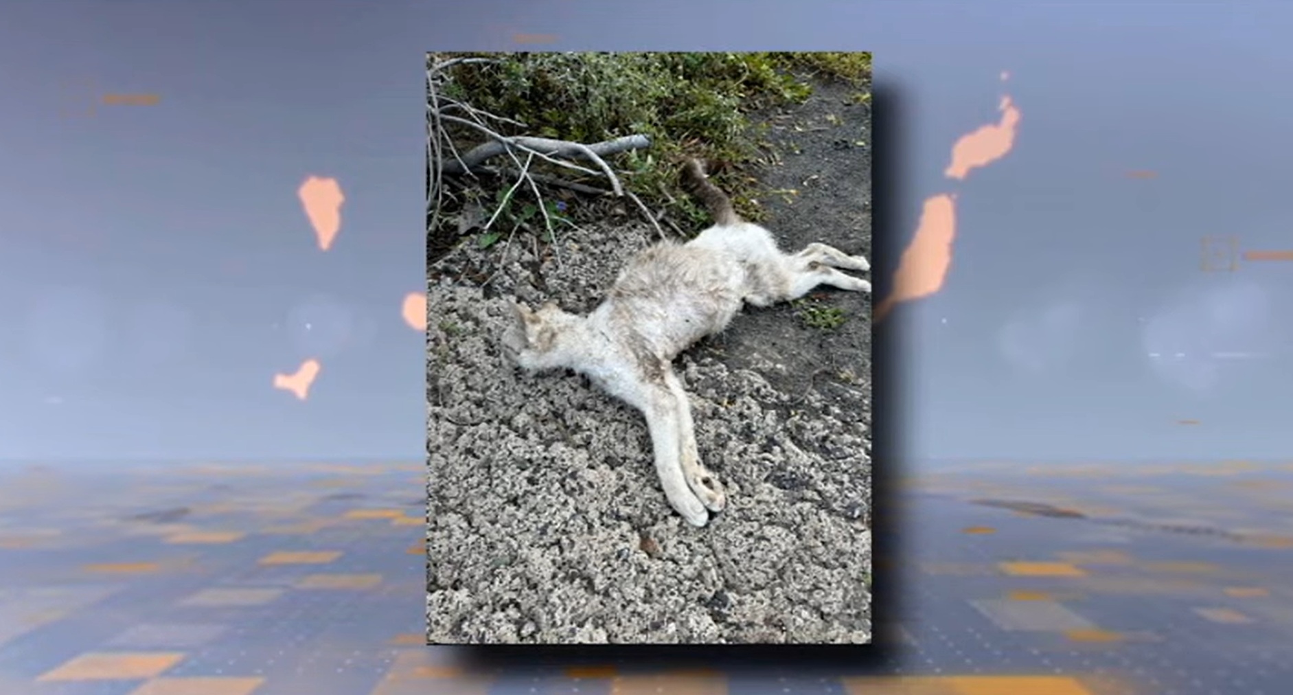 Ataques de animales en el norte de Lanzarote