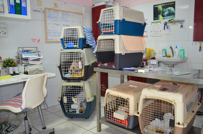 El Cabildo ha concedido subvenciones a las asociaciones LanzaAnimal y SARA El Cabildo ha concedido subvenciones a las asociaciones LanzaAnimal y SARA