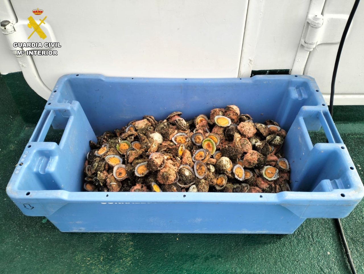 La Guardia Civil incauta 100 kilos de pescado a cuatro pescadores deportivos en Lanzarote La Guardia Civil incauta 100 kilos de pescado a cuatro pescadores deportivos en Lanzarote