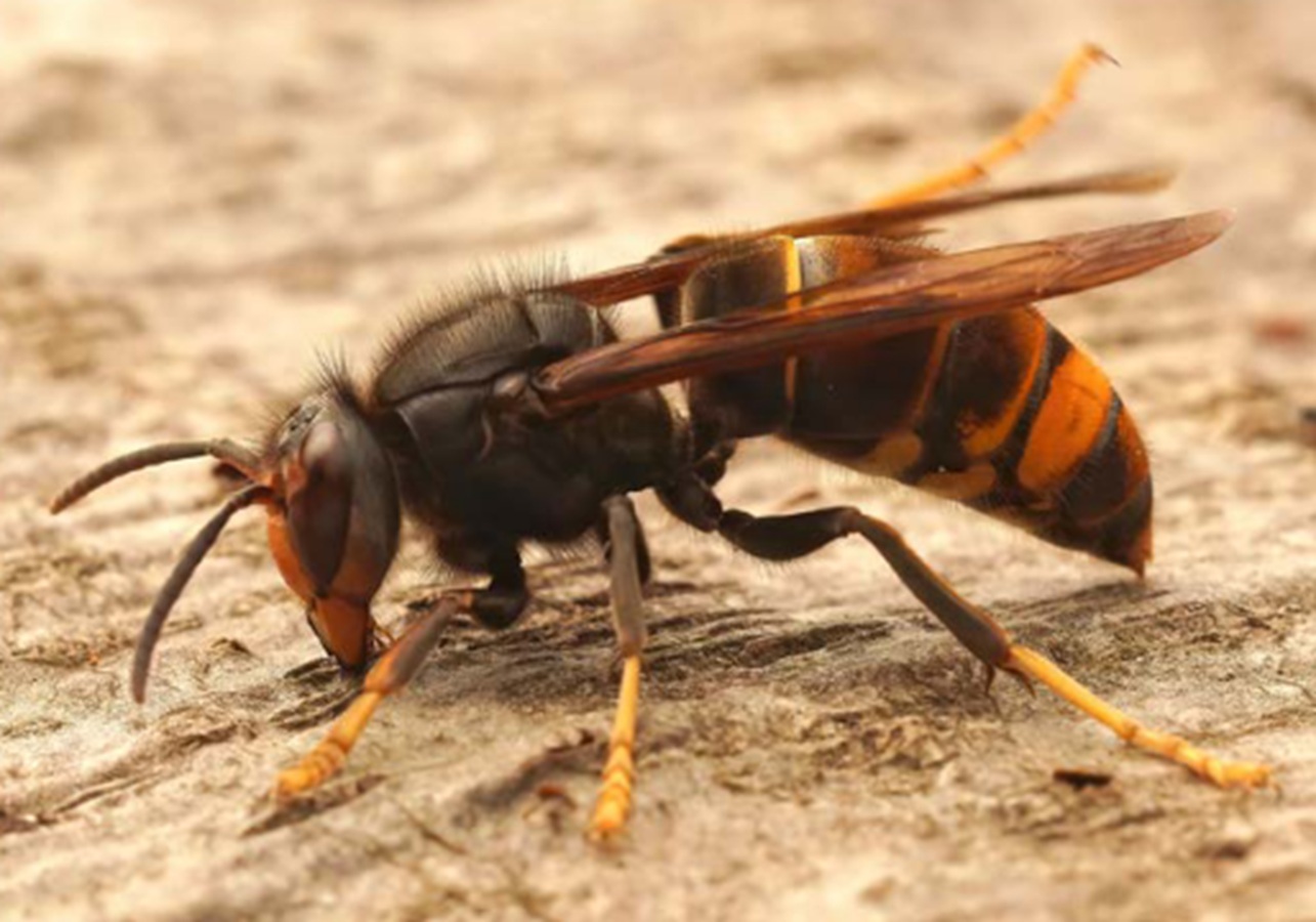 Avispón invasor llegará a Canarias