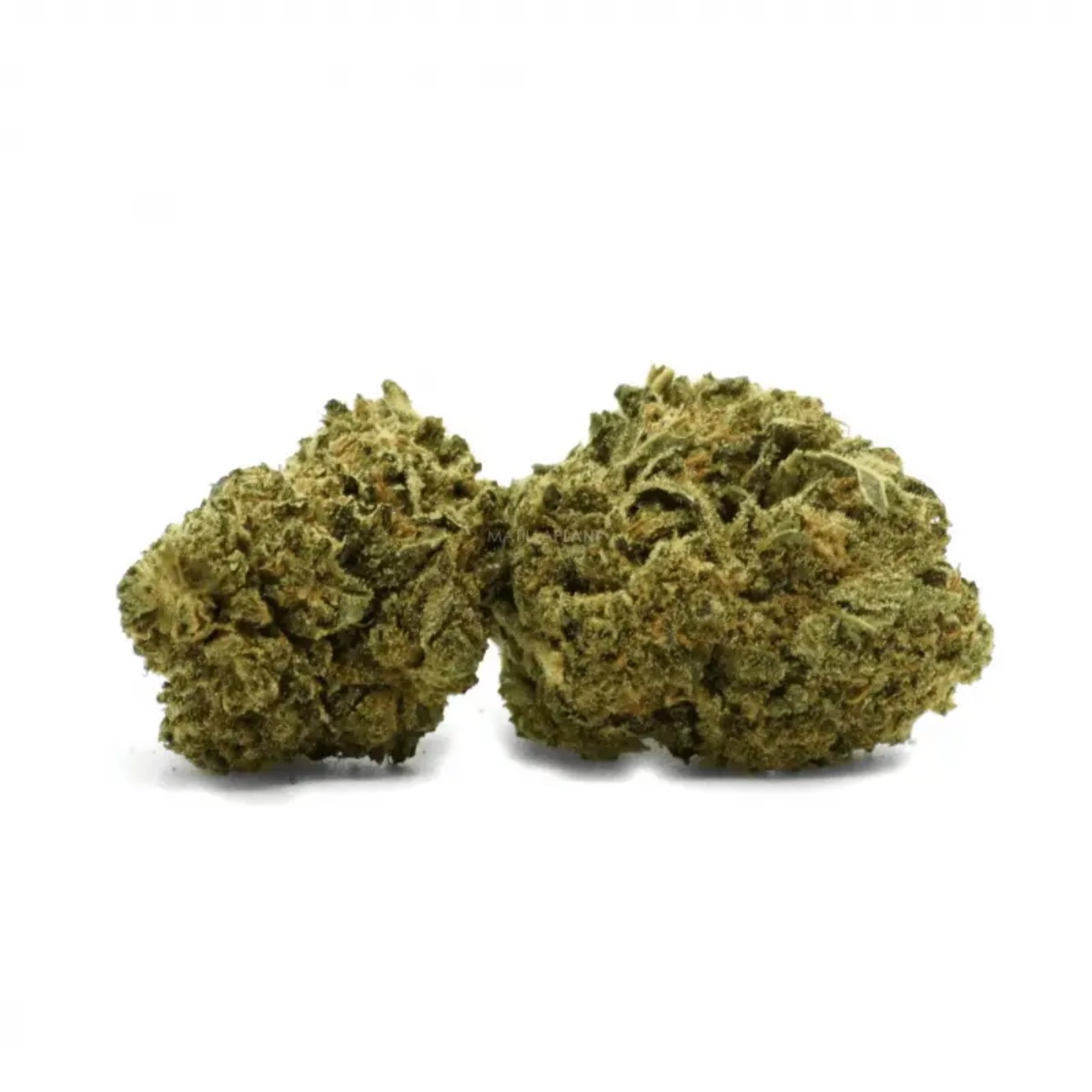 ¿Qué son las flores de CBD y por qué cada vez más personas las eligen?