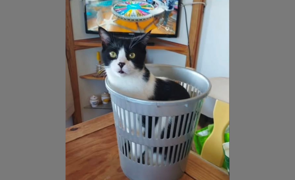 La familia del animal denuncia una dejación de funciones y un incumplimiento de la Ley de Bienestar Animal por parte de la Policía Local y la empresa DKanes