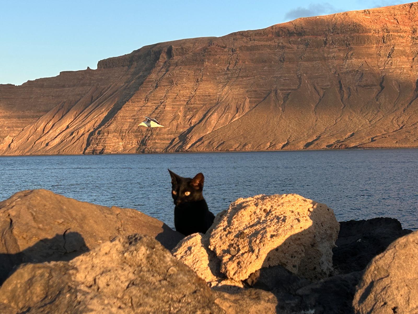 gatos salvaajes en la graciosa