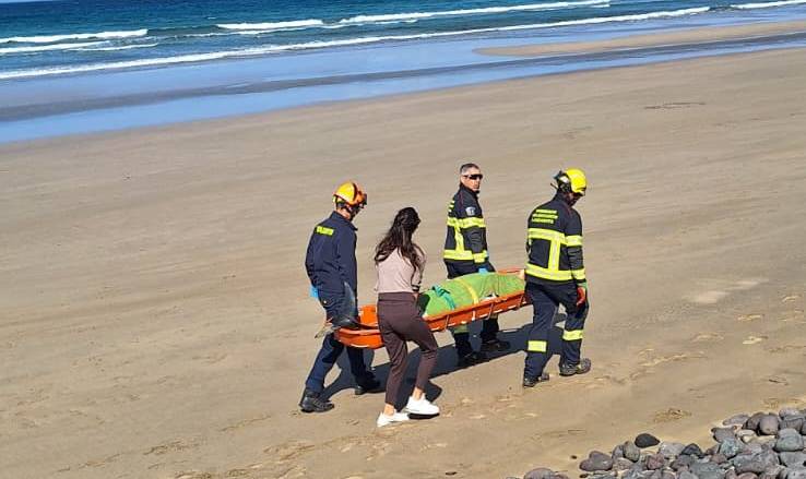 delfin varado famara 2 delfin varado famara 2