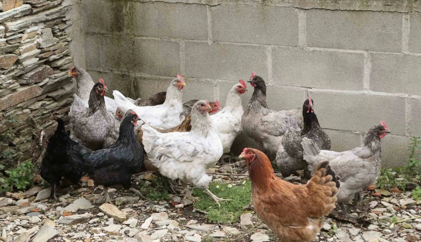 Se trata de un refuerzo de las medidas preventivas frente a la gripe aviar ante el aumento del riesgo de expansión