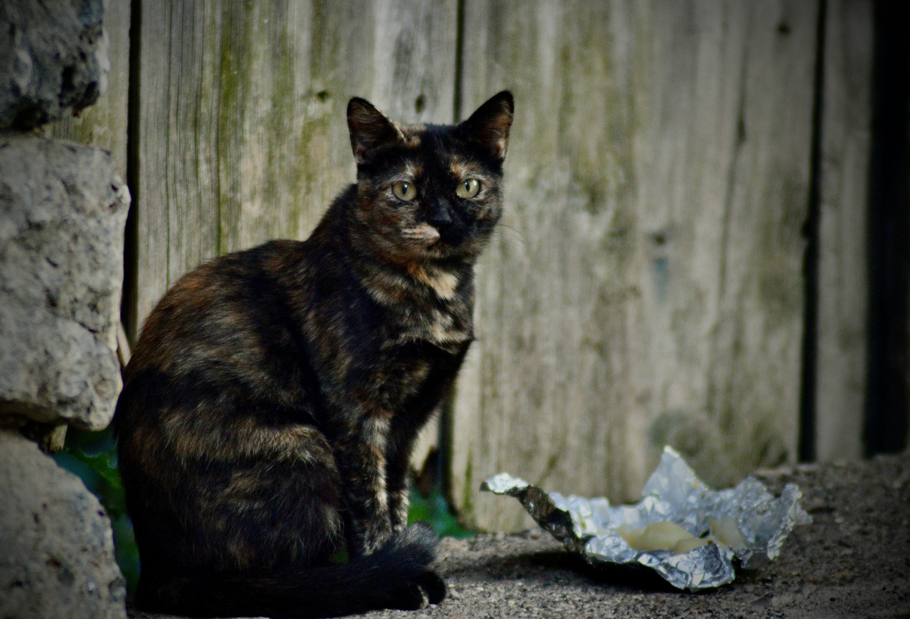 Gatos callejeros en La Graciosa