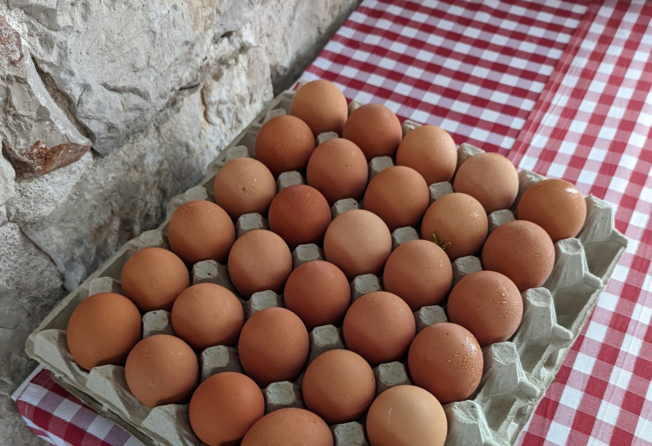 Cabaña de gallinas ponedoras en Canarias