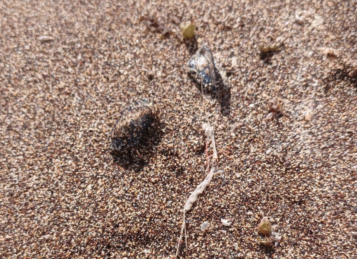 medusas playa medusas playa