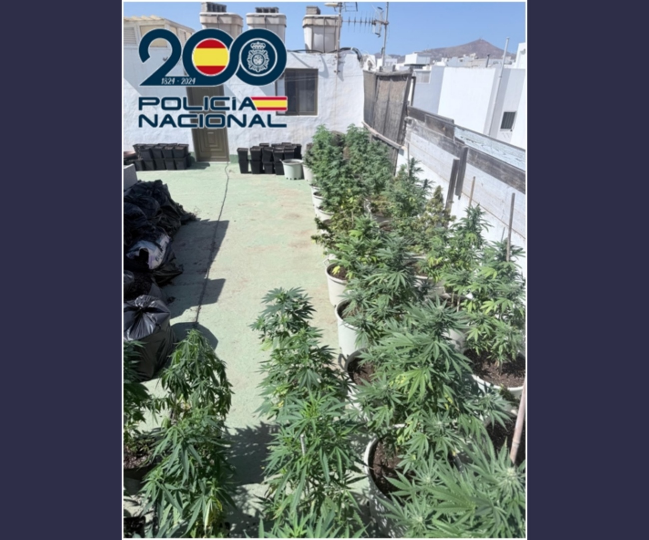 Droga incautada Droga incautada