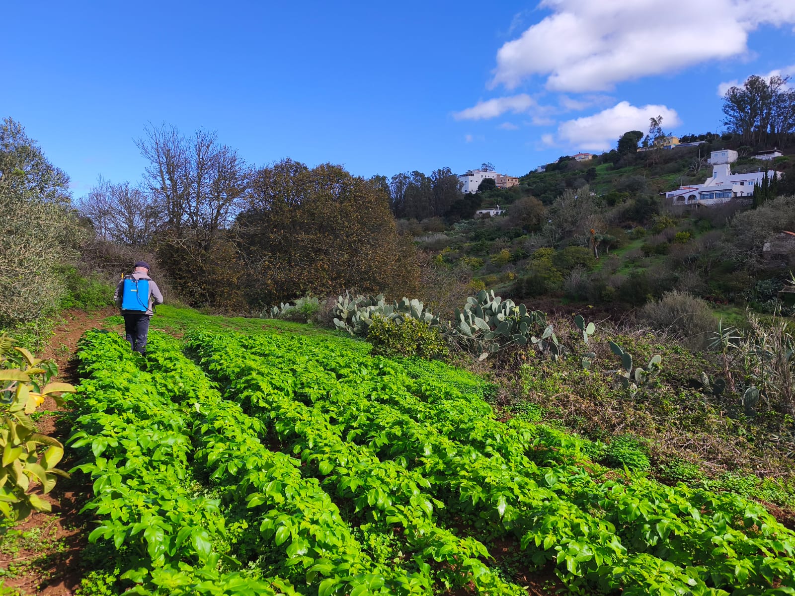 El "agua bendita" ca&iacute;da en el archipi&eacute;lago revive al campo