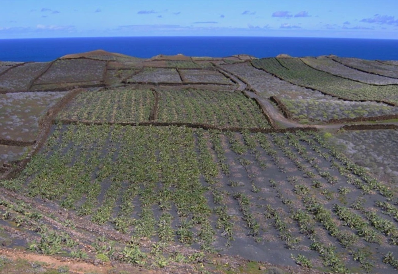 Semillando Lanzarote Semillando Lanzarote