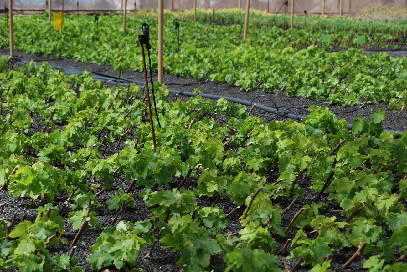 Comienza la campaña de estaquillado de viña 2026