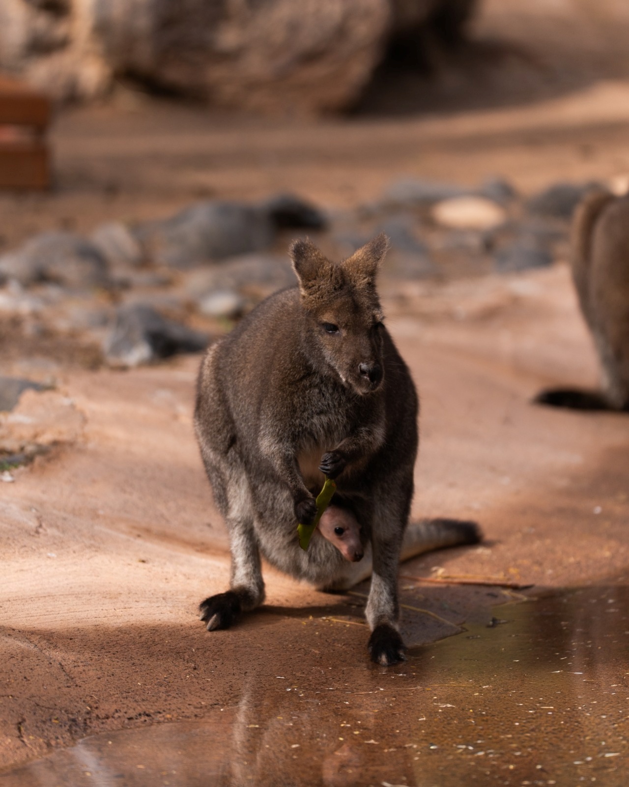 El Oasis Wildlife Fuerteventura ha acogido los primeros nacimientos de esta emblemática especie australiana de relevancia global