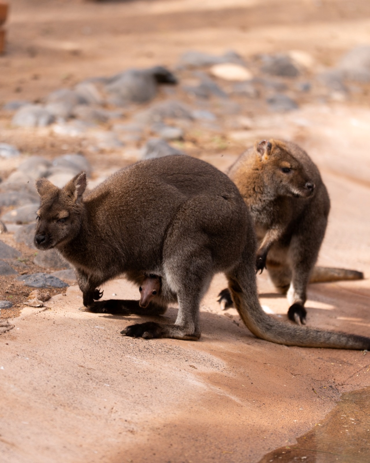 El Oasis Wildlife Fuerteventura ha acogido los primeros nacimientos de esta emblemática especie australiana de relevancia global