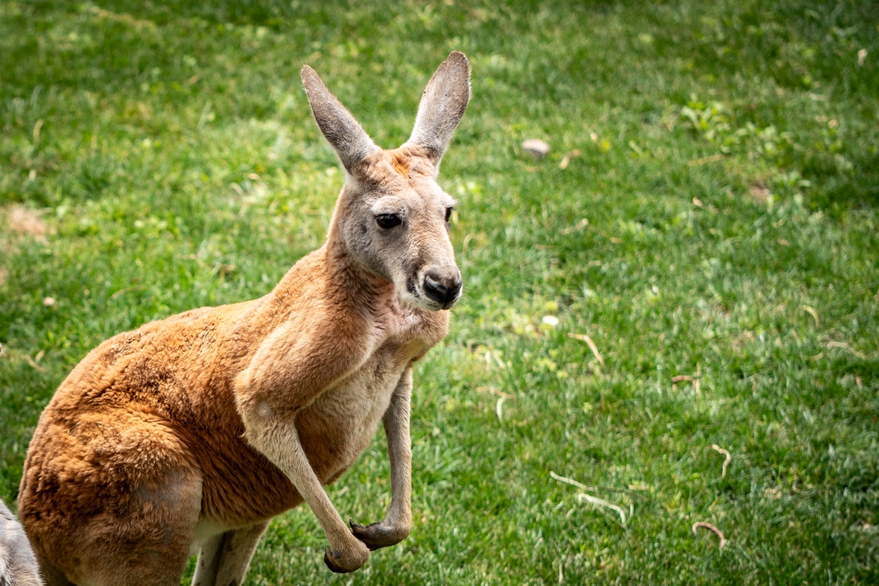 El Oasis Wildlife Fuerteventura ha acogido los primeros nacimientos de esta emblemática especie australiana de relevancia global