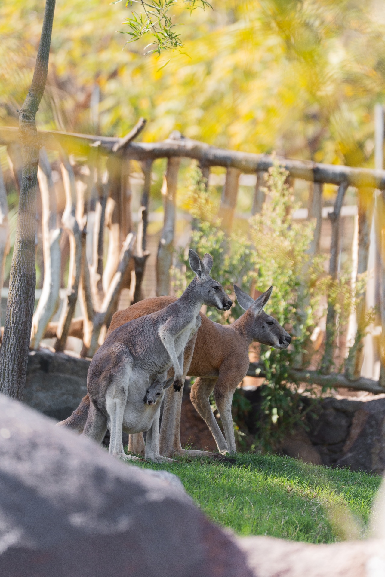 El Oasis Wildlife Fuerteventura ha acogido los primeros nacimientos de esta emblemática especie australiana de relevancia global