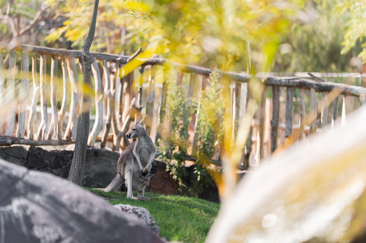 El Oasis Wildlife Fuerteventura ha acogido los primeros nacimientos de esta emblemática especie australiana de relevancia global
