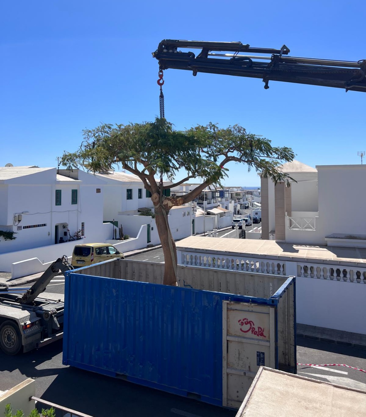 Arboles San Bartolomé