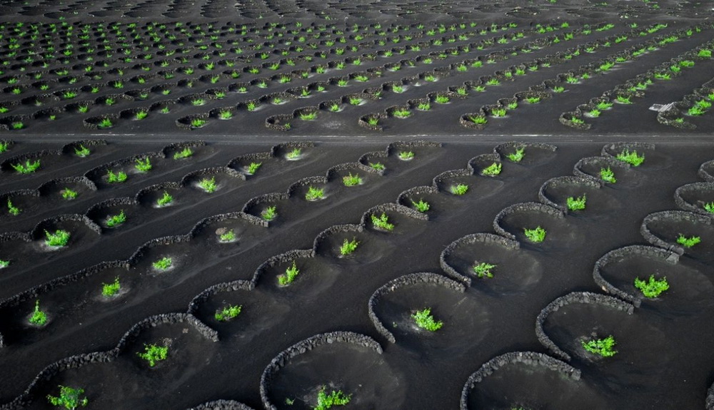 Registro viticola de Canarias