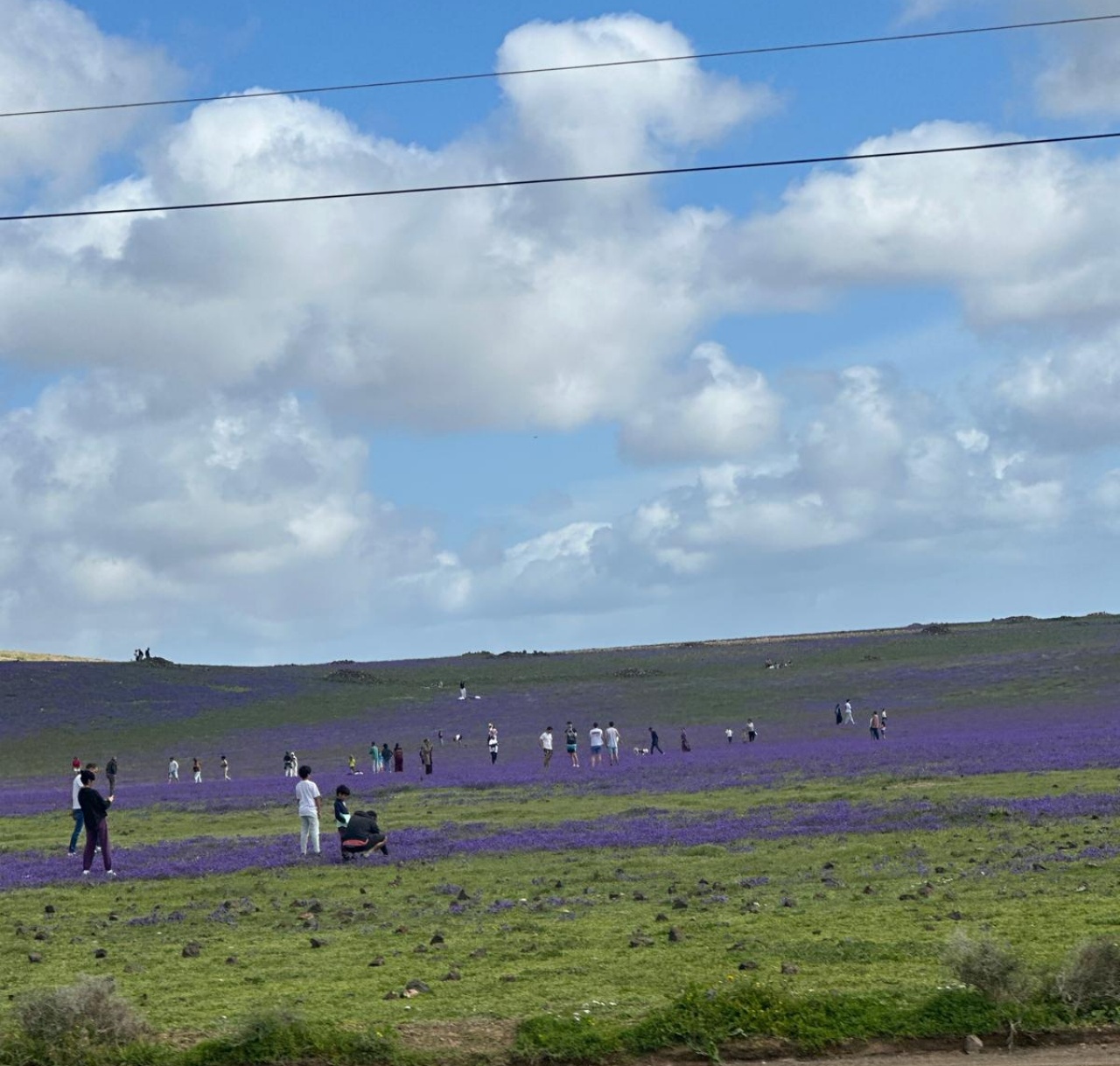 El verde y el violeta sacan a la gente de excursi&oacute;n