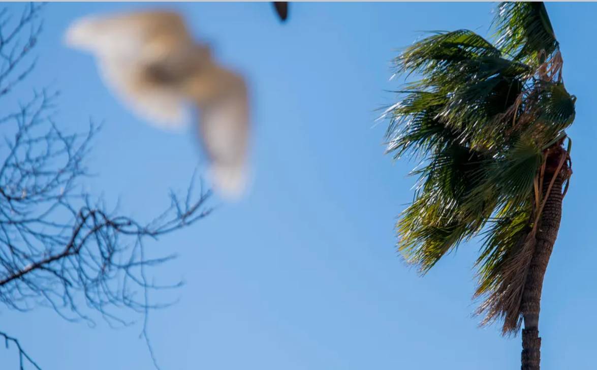 Rachas de hasta 70 km/h: ¡Habrá que agarrarse las pelucas!