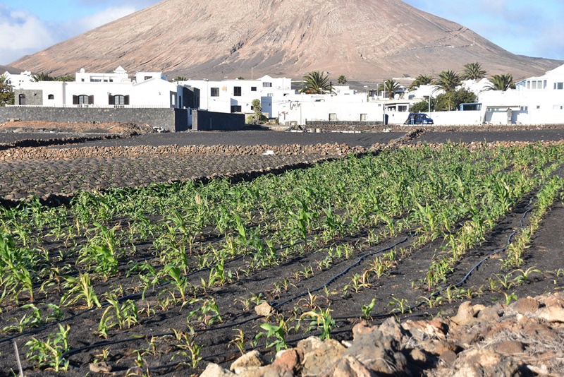 ¿El agricultor canario afronta demasiada burocracia?
