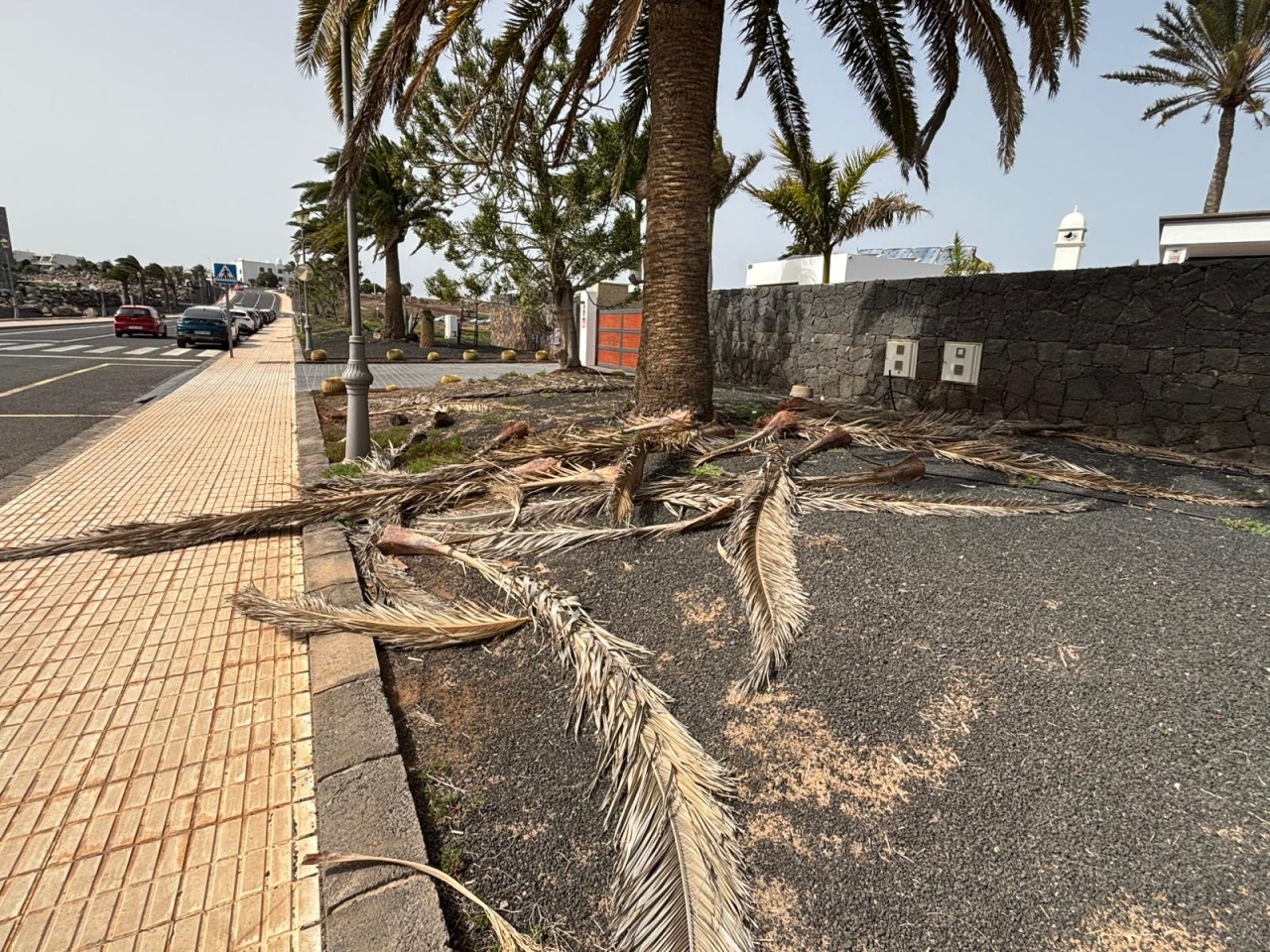 Los populares denuncian que la falta de poda y limpieza por parte del Ayuntamiento se ha convertido en la tónica habitual Los populares denuncian que la falta de poda y limpieza por parte del Ayuntamiento se ha convertido en la tónica habitual