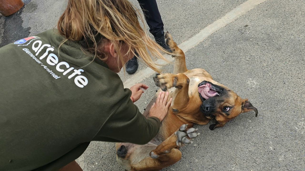  Arrecife culmina la transformación del Centro de Protección Animal con nuevas instalaciones, quirófano propio y programas para impulsar las adopciones responsables   