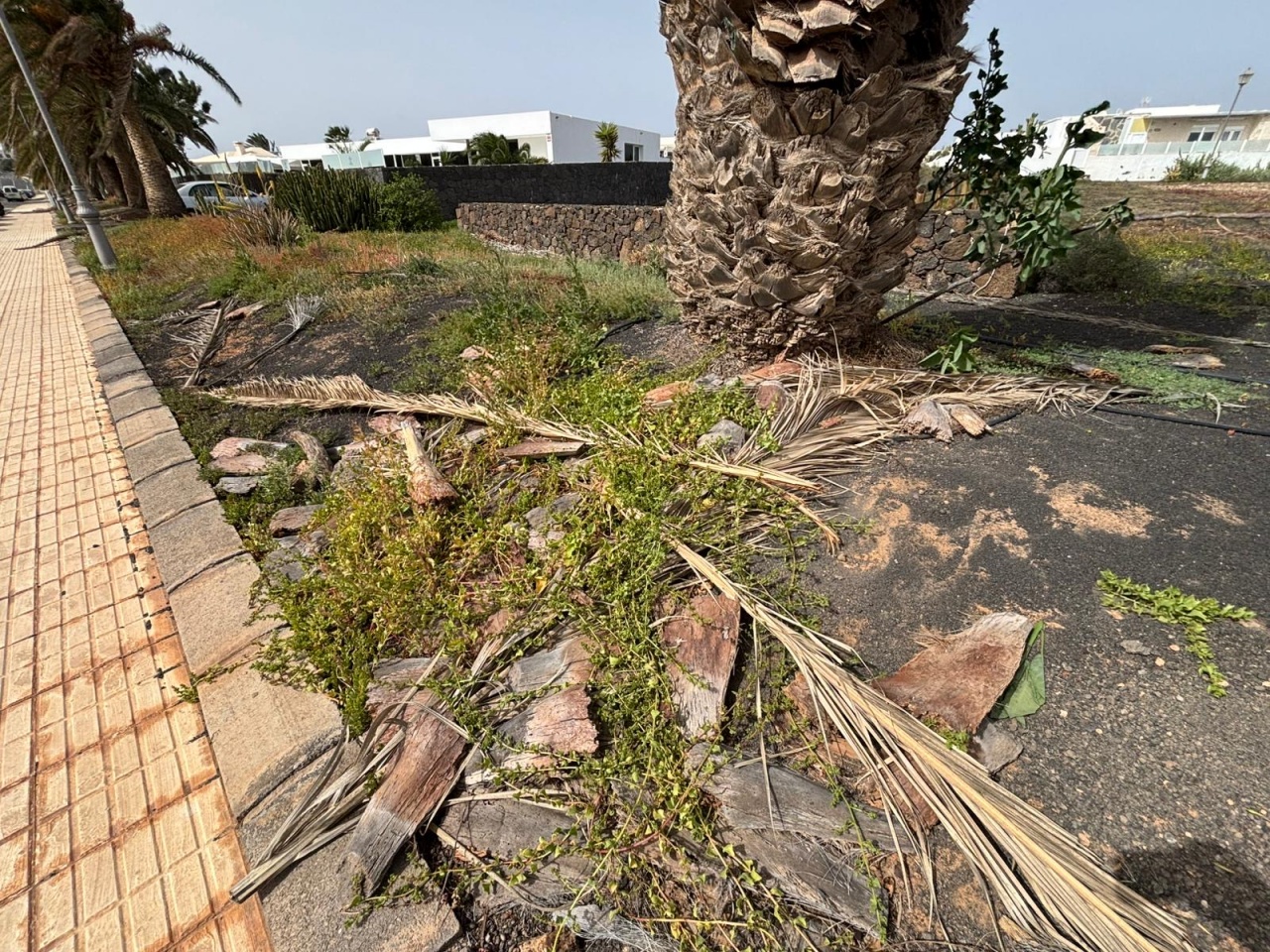 Los populares denuncian que la falta de poda y limpieza por parte del Ayuntamiento se ha convertido en la tónica habitual Los populares denuncian que la falta de poda y limpieza por parte del Ayuntamiento se ha convertido en la tónica habitual