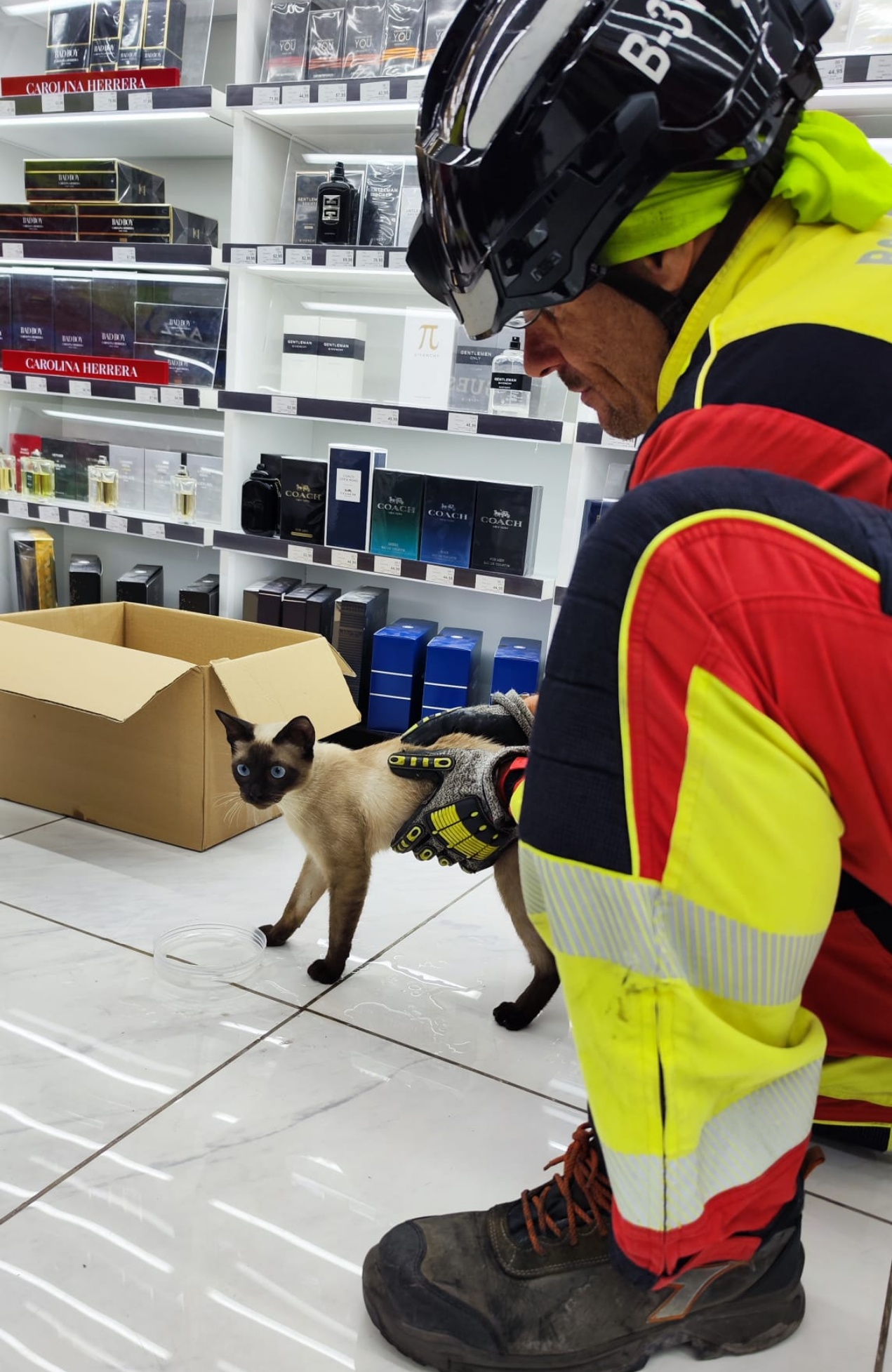 Rescatan a un gato que llevaba dos d&iacute;as atrapado en una tienda de Arrecife