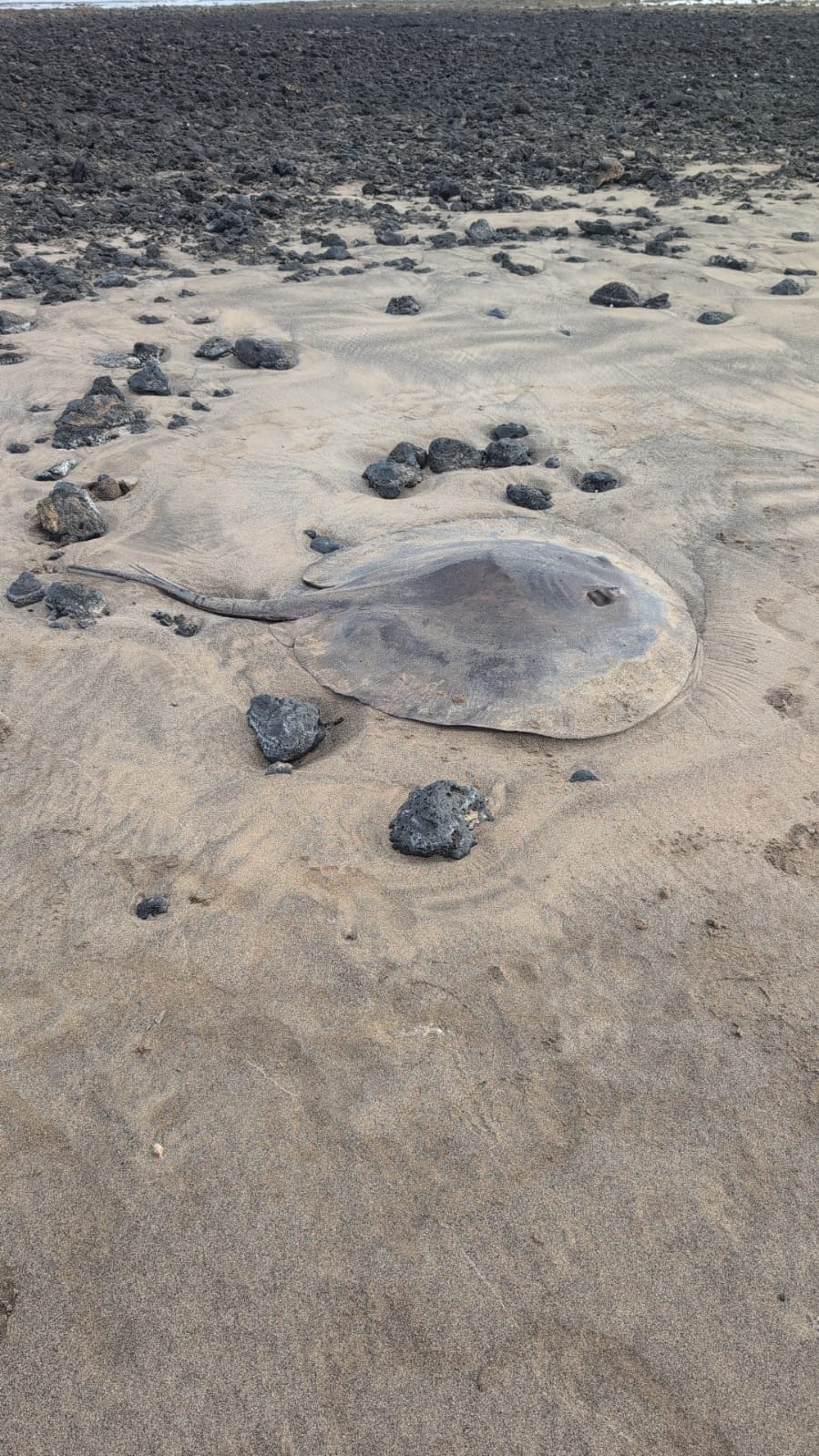 También ha aparecido el cadáver de una manta en la costa de Guacimeta