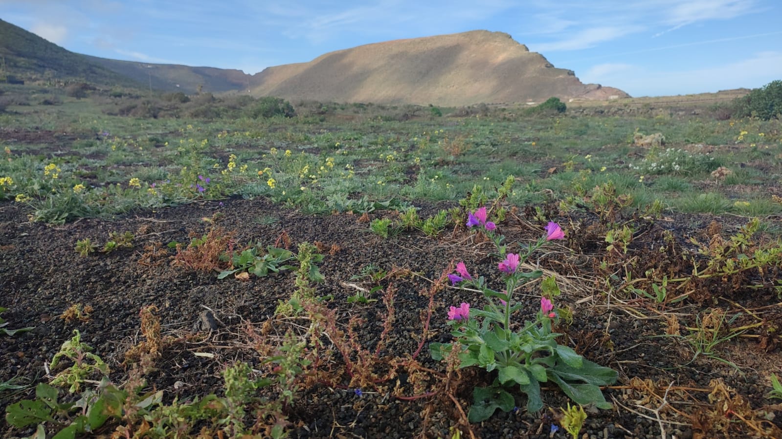 Un paseo de interpretación de los usos de las yerbas de Lanzarote