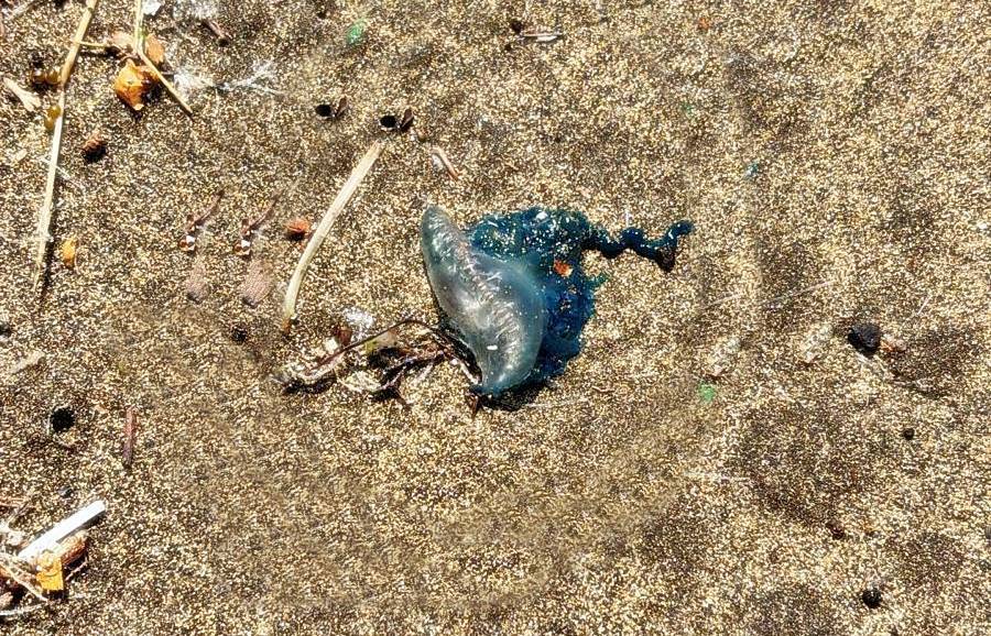 carabela portuguesa carabela portuguesa