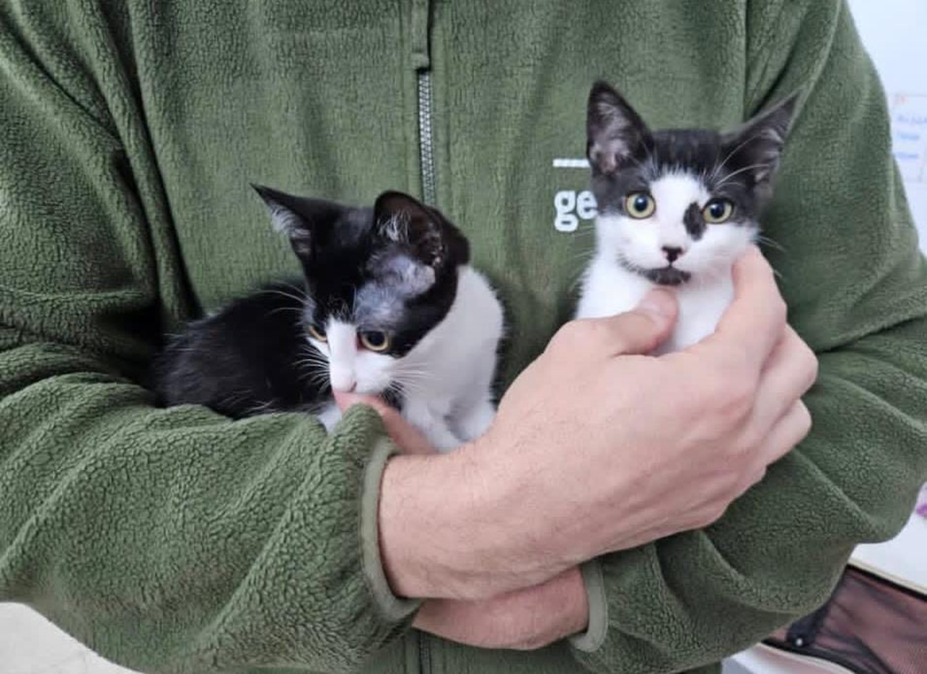 El Consistorio prevé incrementar las intervenciones con la puesta en marcha del nuevo quirófano municipal