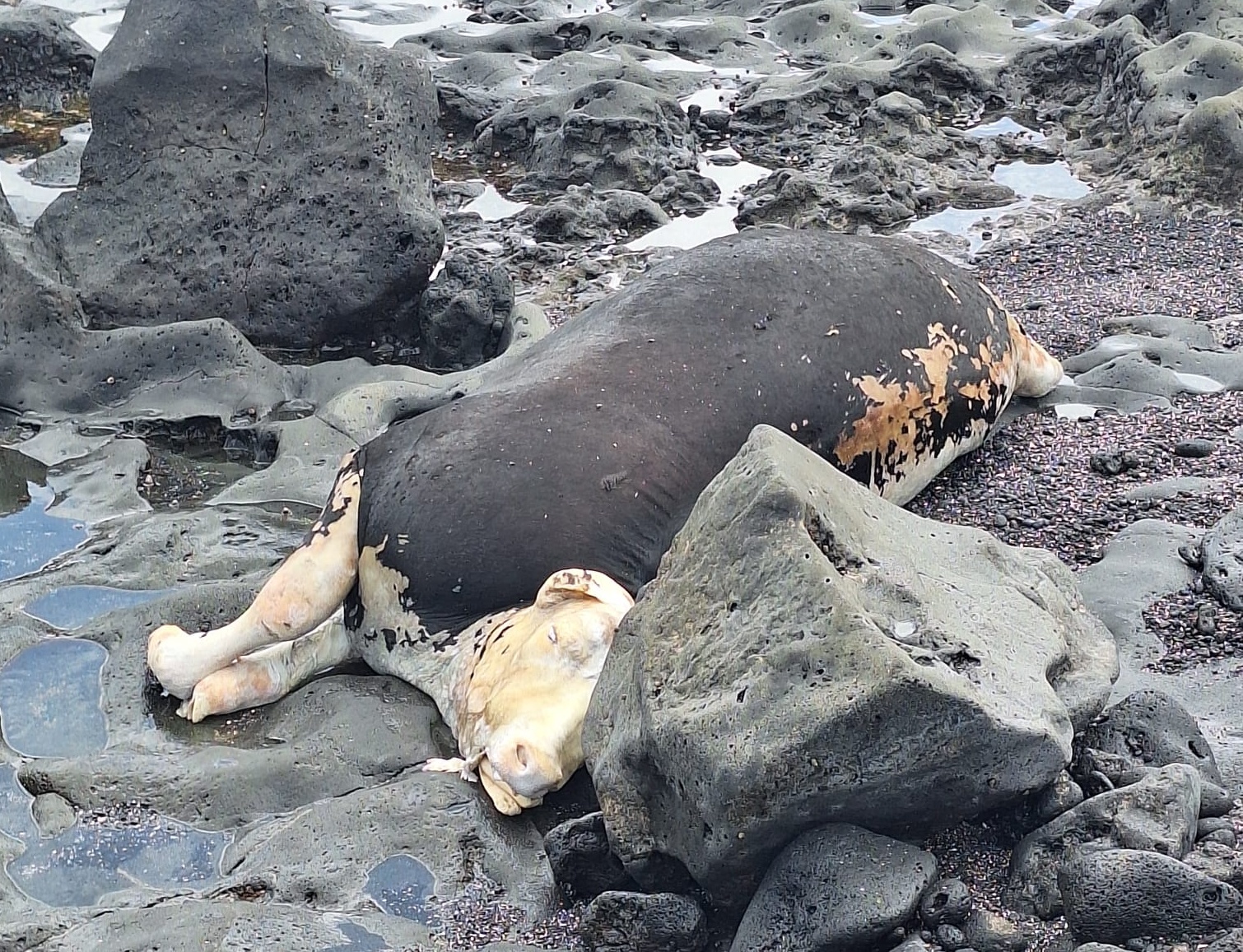 También ha aparecido el cadáver de una manta en la costa de Guacimeta